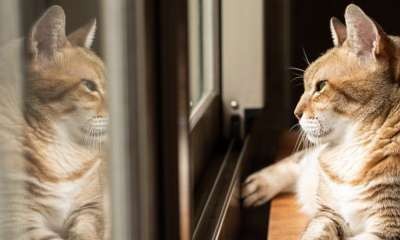 Nagambie Library - Strathbogie Local Laws - Everything you need to know.