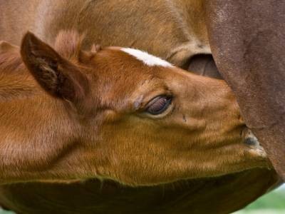 Euroa First Thursday Conversation - Blue Gum Farm