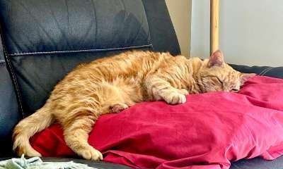 Nagambie Library - Safe Cats, Safe Wildlife