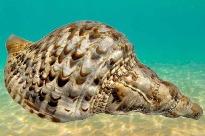 MV Pop-Up Museum Ocean Wonders - Session 2