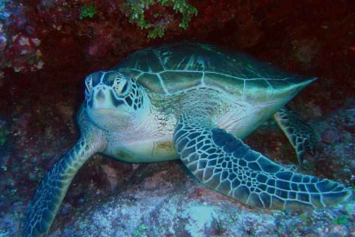 MV Pop-Up Museum Ocean Wonders - Session 1