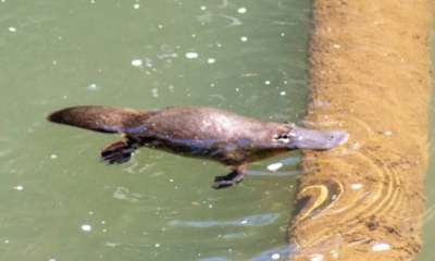 Shepparton Library - Spotting platypus with RiverConnect