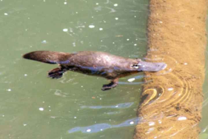 Shepparton Library - Spotting platypus with RiverConnect