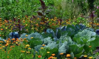 Permaculture Vegetable Gardening for Health