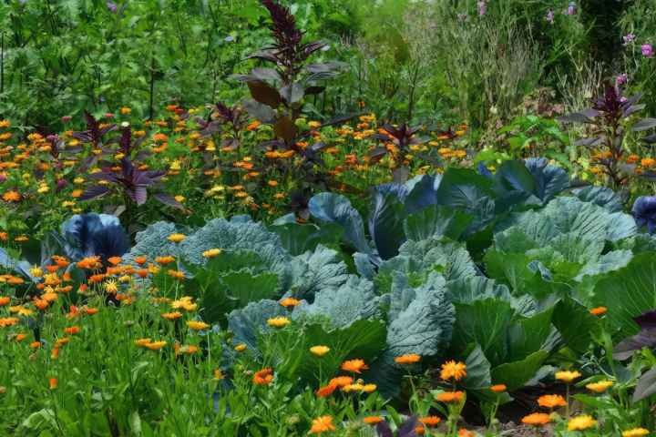 Permaculture Vegetable Gardening for Health